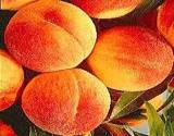 fresh peaches still on the tree
