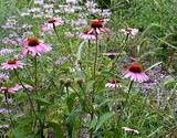 photo of a field of echinacea well known for boosting immune system