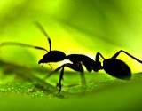 photo of an ant sitting on a large green leaf