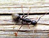 photo of a big black ant sitting on wood siding