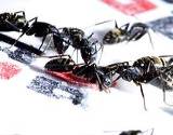 photo of a group of ants sitting on a table cloth looking for food