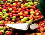 A pile of apples being shoveled to make apple cider vinegar