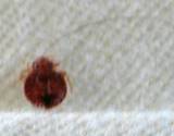 photo of a closeup of a bed bug on a bed