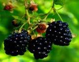 photo of  ripe blackberries on growing but the leaves are what make blackberry tea