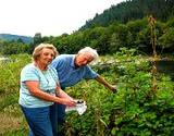 photo of an elderly couple picking blackberry leaves from their garden to make blackberry tea
