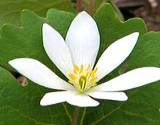 photo of bloodroot blossom a natural herbal remedy for gingivitis
