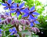 a growing bouquet of edible flower borage