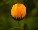 beautiful edible flower calendula bud