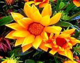 A garden full of edible flower calendula