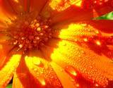 edible flower calendula closeup of dew drops on petals