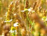 A field of incredible chamomile and wheat