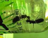 photo of carpenter ants invading a bottle of Gatoraid