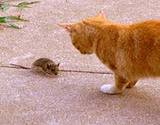 photo of a cat and mouse seeing eye to eye on a sidewalk