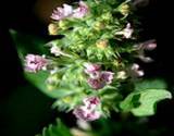 photo of a large catnip bud with blossoms