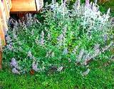 photo of a healthy catnip bush growing in an herbal garden