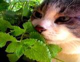 photo of a cat sniffing an organic catnip plant
