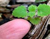 photo of wild catnip growing on a log