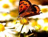 photo of a butterfly visiting growing chamomile a soothing herb for skin rash 