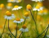 a field of incredible chamomile