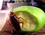 photo of a cockroach eating a green apple