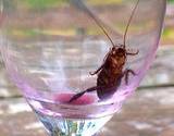 photo of an empty wine glass with a cockroach inside taking a sip