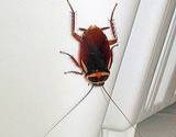 photo of a cockroach climbing down a wall