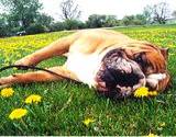 photo of a pure breed boxer laying in a field of wild dandelion