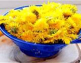 photo of a cup full of dandelion blossoms all ready to make dandelion tea