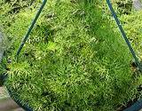 Huge straw bowl filled with dill edible flowers