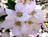 Clusters of white Apple Blossoms edible flowers