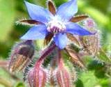 Beautiful blue Borage edible flower