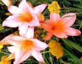 Beautiful pink Daylilly edible flower