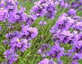 A field of Lavender edible flowers