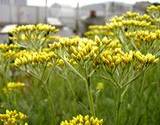 A field of Curry a spice and edible flower