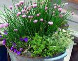 Beautiful edible flower pot with violets, flowering chives and mint