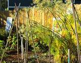 photo of an herb garden with mature fennel seeds