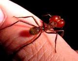photo of a fire ant sitting on a thumb