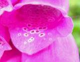 Foxglove is a natural medicinal herb