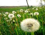 photo of a field of dandelion gone to seed a hay fever sufferer's nightmare