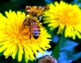 dandelion thought to be a weed is a very important medicinal herb