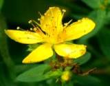 St. Johns Wort excellent for medicinal herb for relieving stress and depression