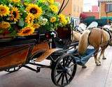 an italian horse and wagon loaded with sunflowers