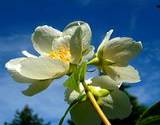 photo of a jamine plant in full bloom makes a tasty medicinal tea