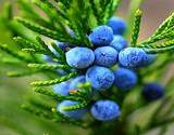 photo of fresh juniper berries a good natural source to relieve flatulence