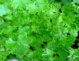 a closeup of huge plot of parsley