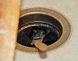 photo of a mouse in the kitchen sink drain