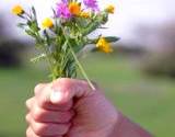 a childs hand full of picked wildflowers