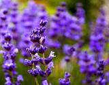 closeup of lavender flowers