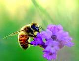 a bee pollenating lavender flowers