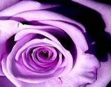 a photo of a lavender rose